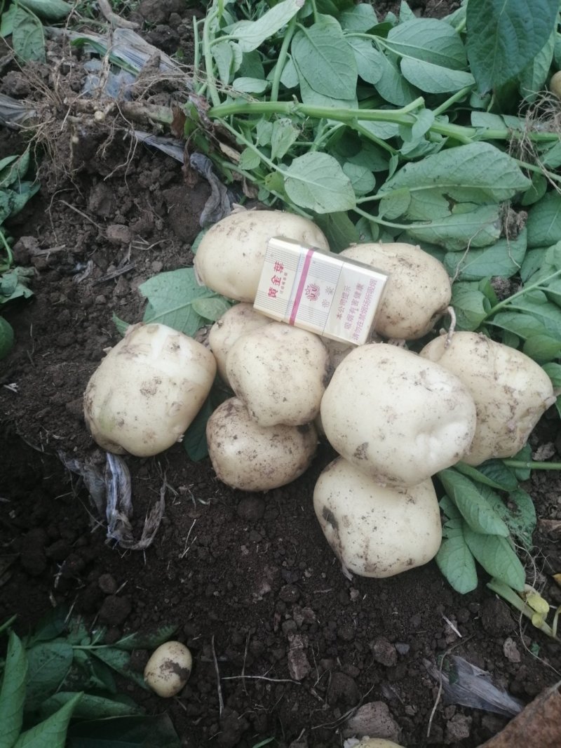 土豆好里