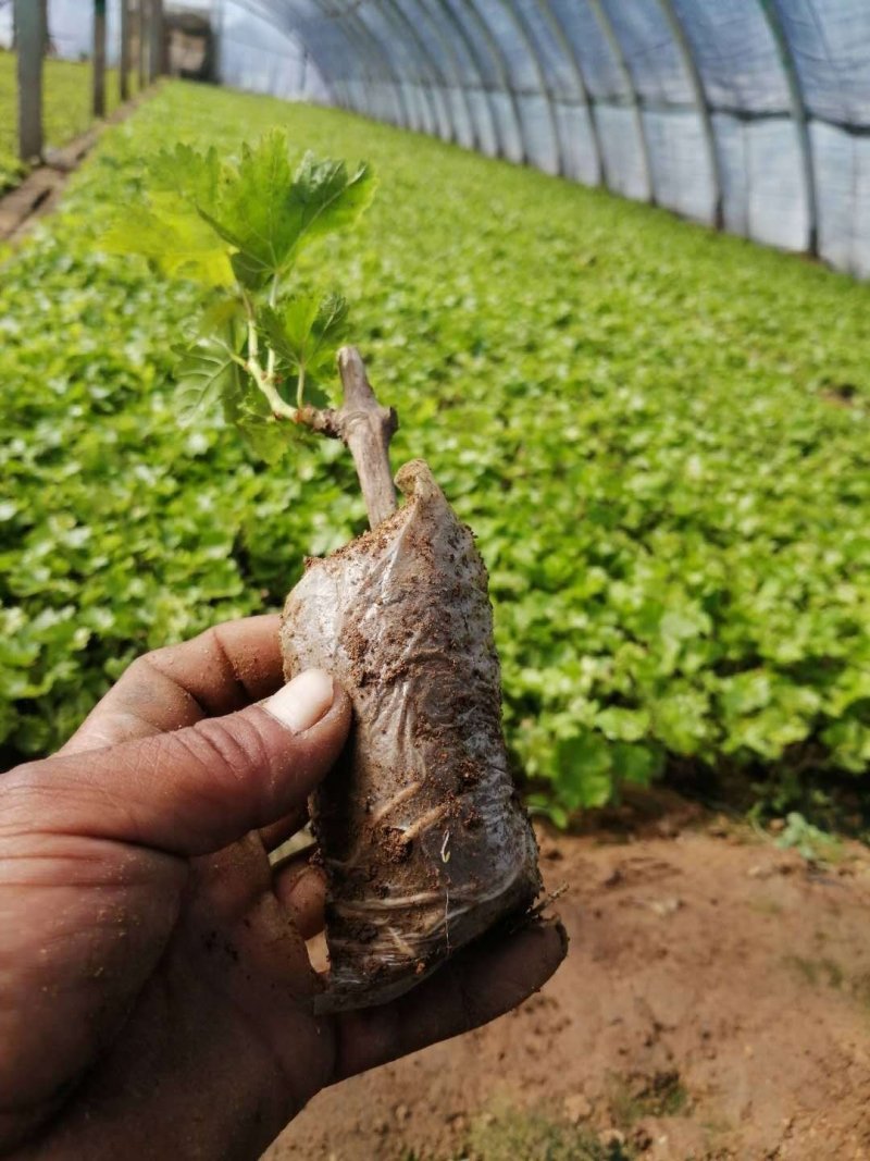 适合南北种植葡萄苗蓝宝石葡萄苗及多个品种葡萄苗