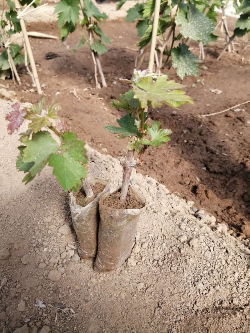 适合南北种植葡萄苗蓝宝石葡萄苗及多个品种葡萄苗
