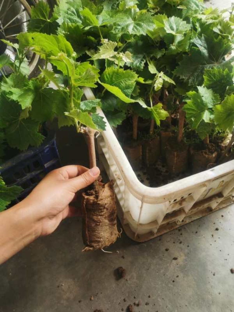 适合南北种植葡萄苗酒葡萄苗赤霞珠葡萄苗