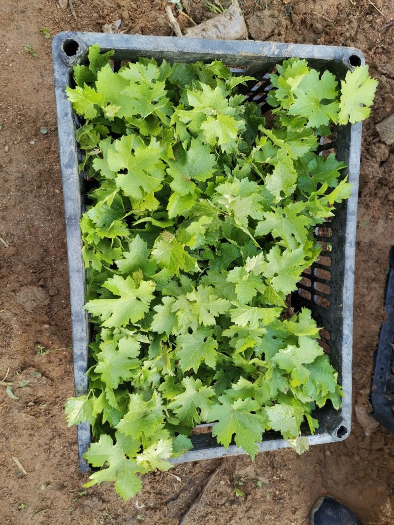 适合南北种植葡萄苗夏黑葡萄苗本品中产量高口感甜爽