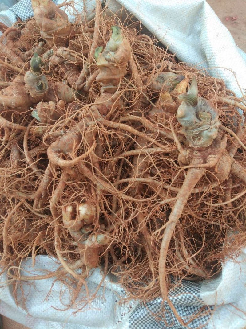 云南文山三七—鲜三七，3年七