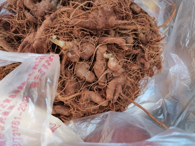云南文山三七—鲜三七，3年七