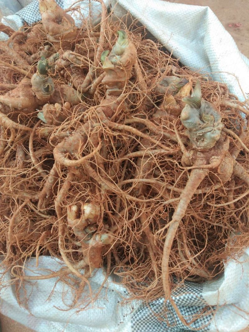 云南文山三七—鲜三七，3年七