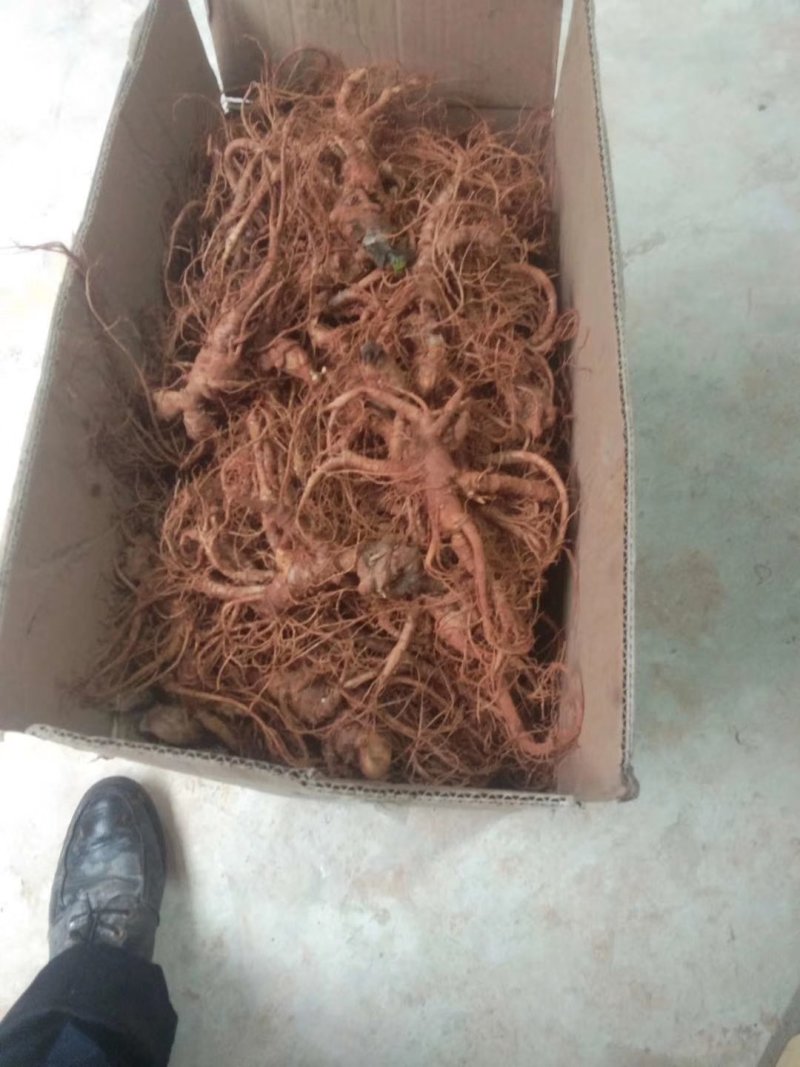 云南文山三七—鲜三七，3年七