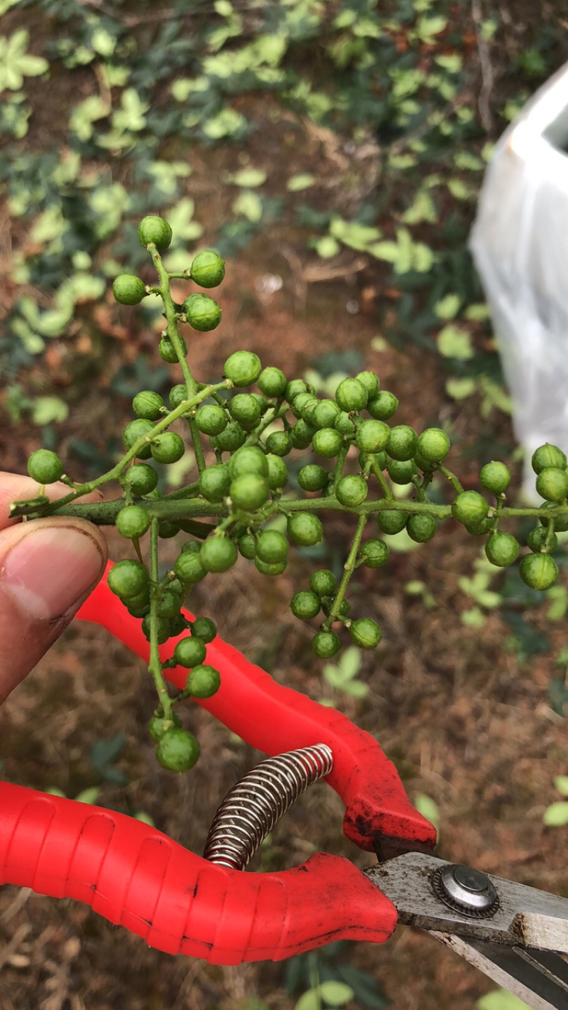 正宗重庆九叶青花椒产地直销