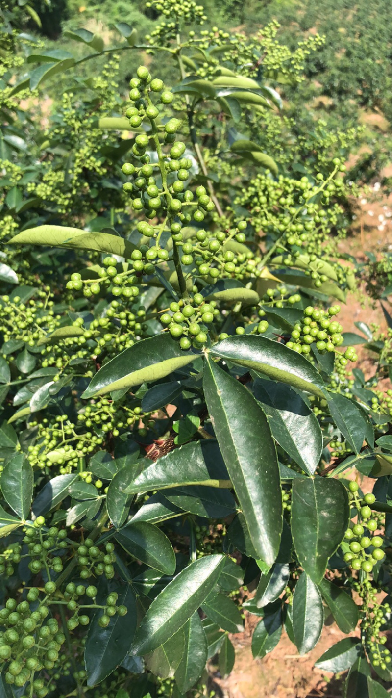 正宗重庆九叶青花椒产地直销