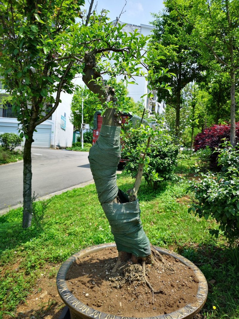 盆景盆花
