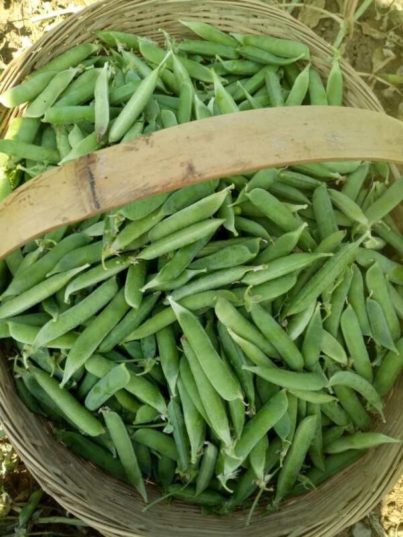长寿仁豌豆角，千亩基地。中碗九号大量有货。
