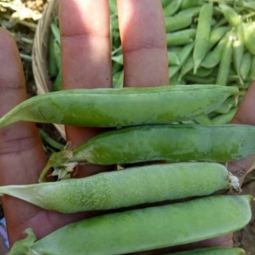 长寿仁豌豆角，千亩基地。中碗九号大量有货。