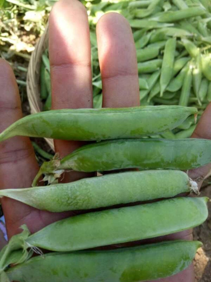 长寿仁豌豆角，千亩基地。中碗九号大量有货。