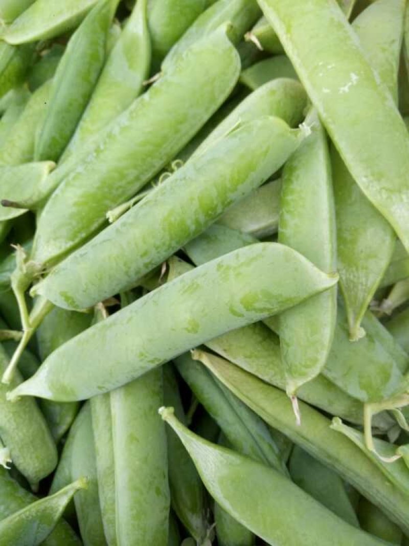 长寿仁豌豆角，千亩基地。中碗九号大量有货。