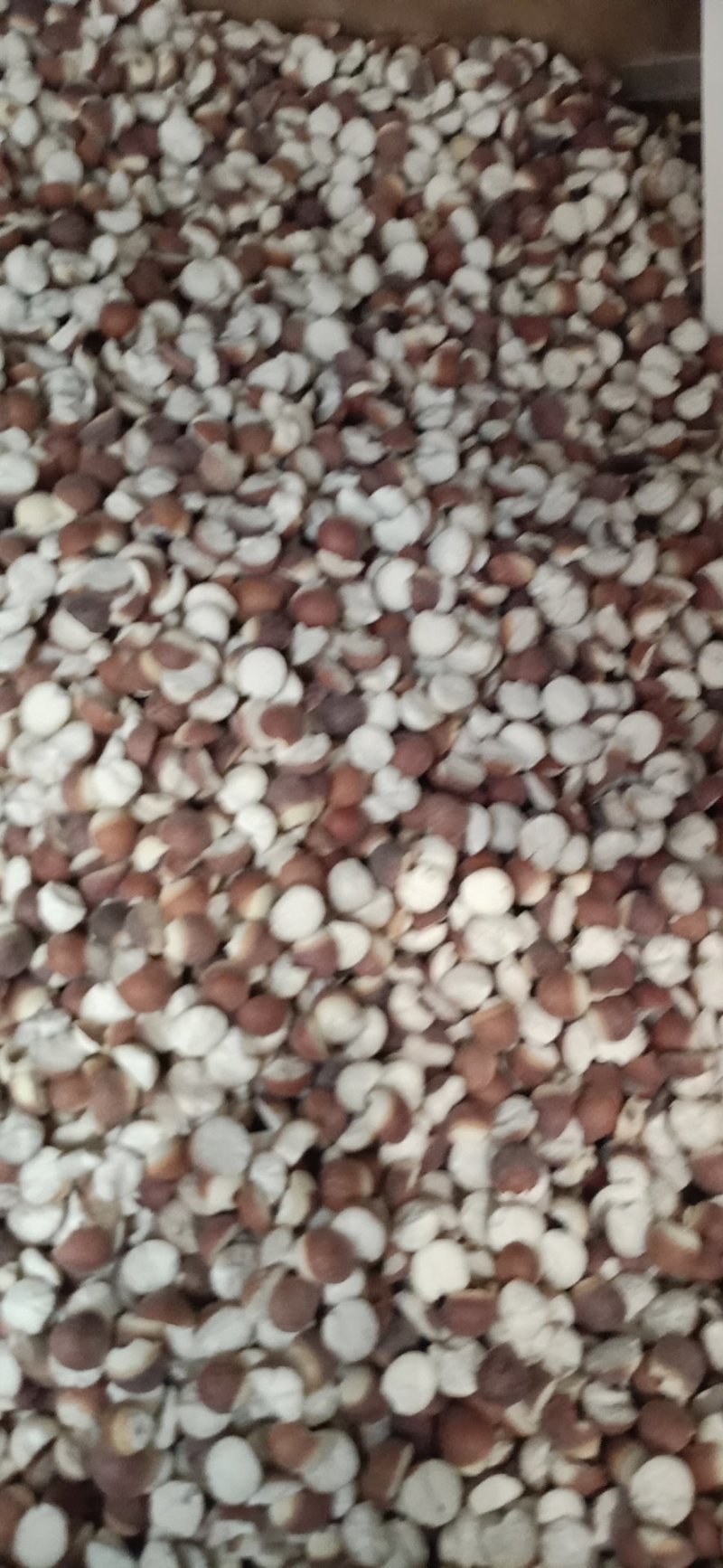 芡实大货批发！产地直供！一手货源价格优！