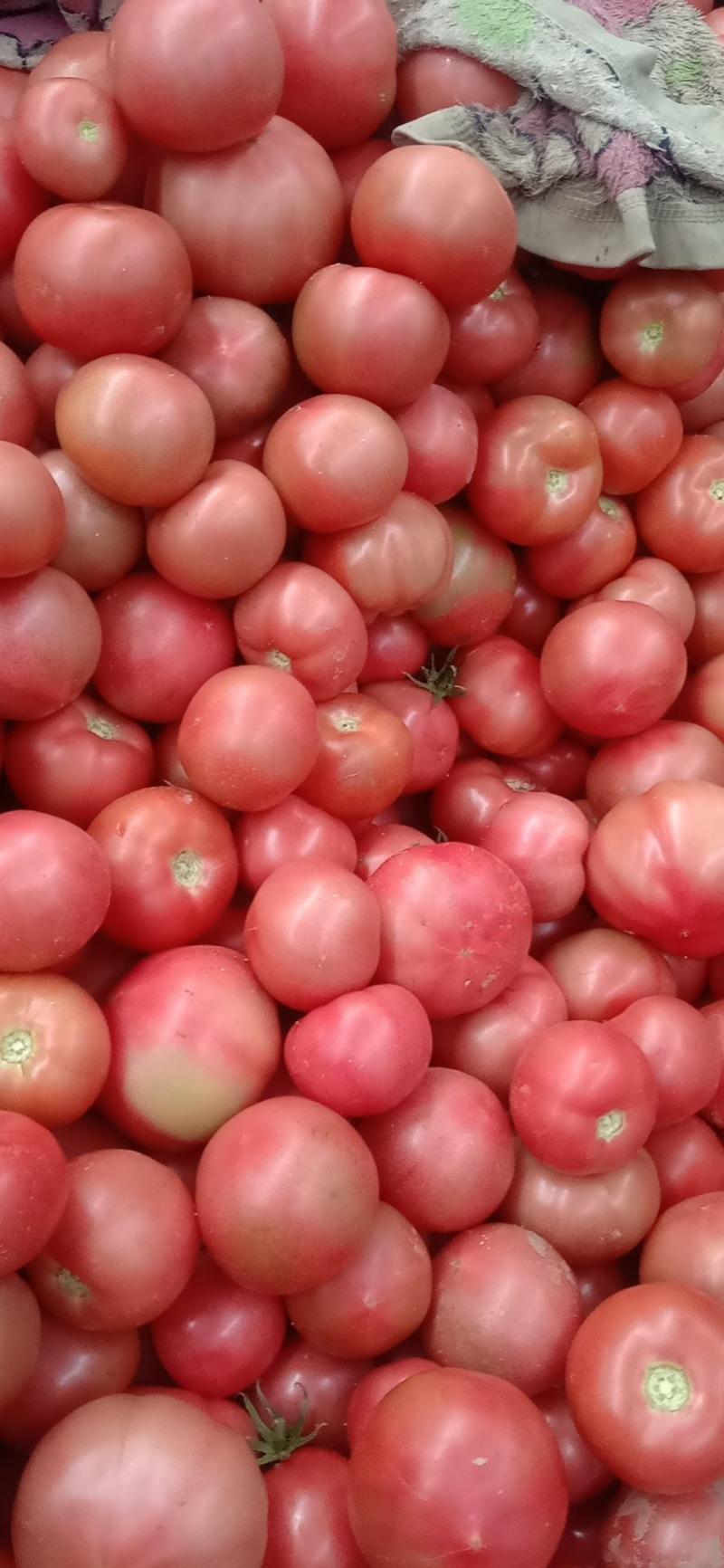 【西红柿】河北硬粉西红柿产地直发可视频看货欢迎咨询