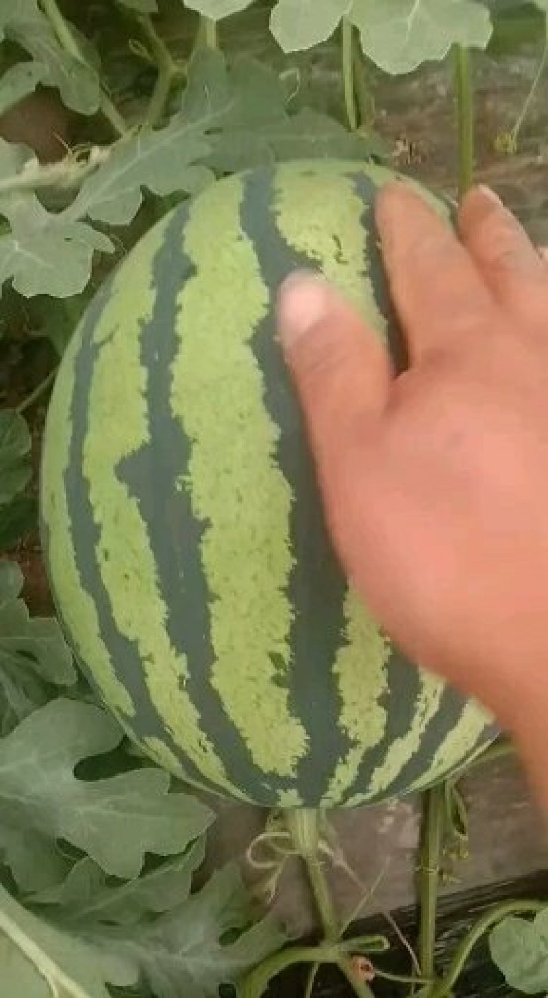 陕西西瓜