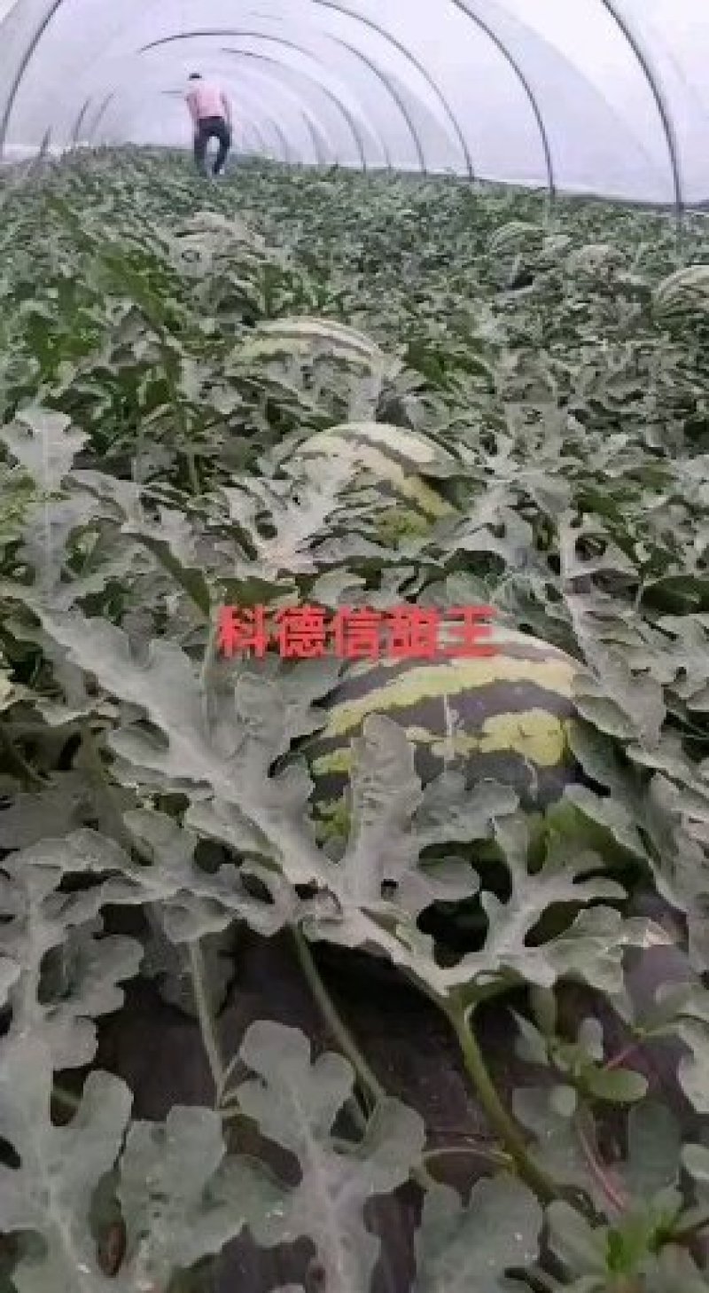 陕西西瓜
