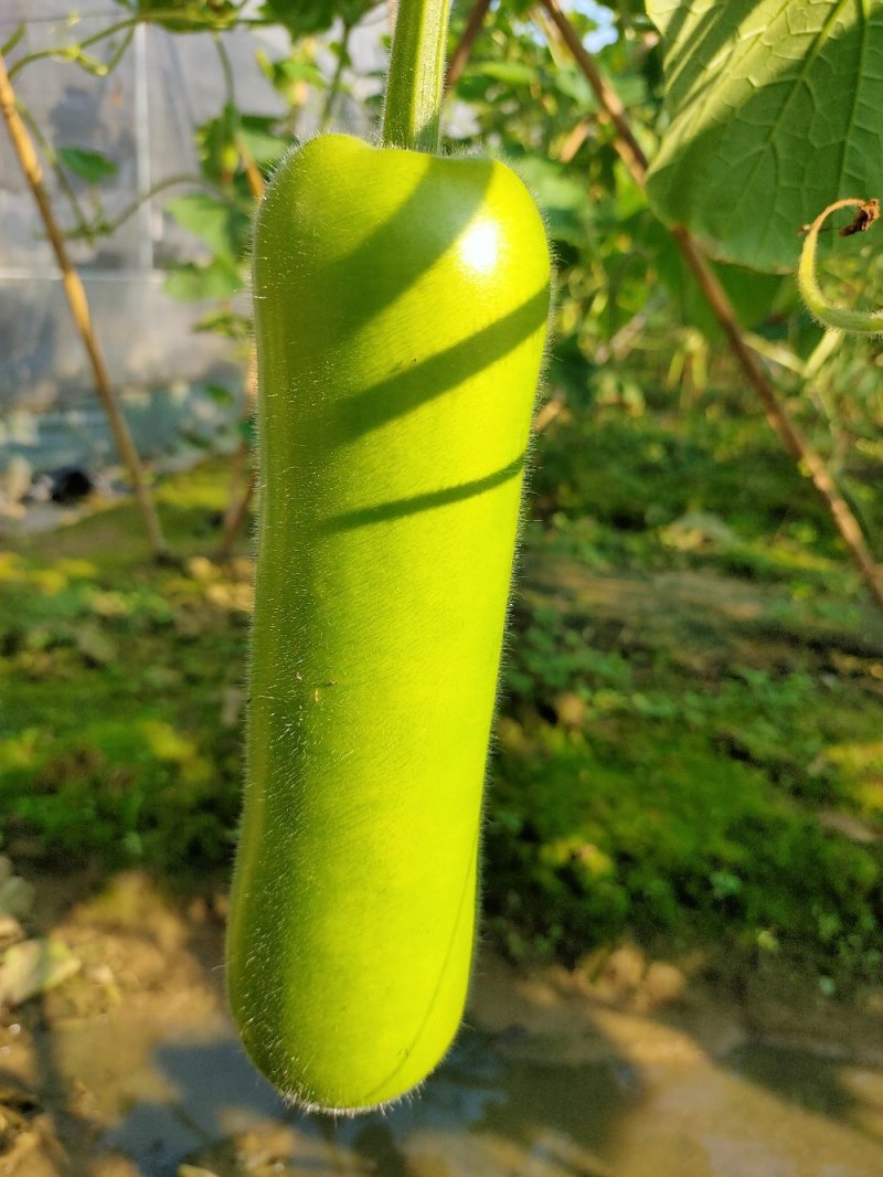 瓠瓜苗《蒲瓜苗（早熟，抢早上市，市场热销品种），现苗