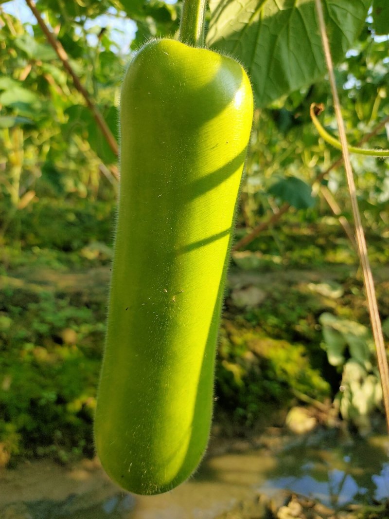 瓠瓜苗《蒲瓜苗（早熟，抢早上市，市场热销品种），现苗