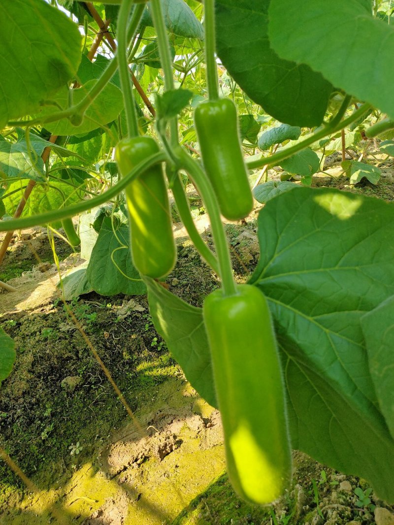 瓠瓜苗《蒲瓜苗（早熟，抢早上市，市场热销品种），现苗