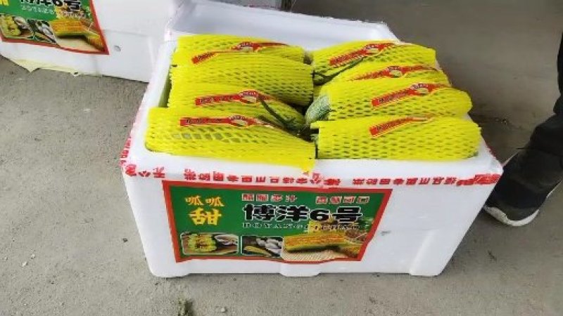 羊角蜜甜瓜大量上市，汁水丰盈，美味香甜，清脆爽口值得品尝