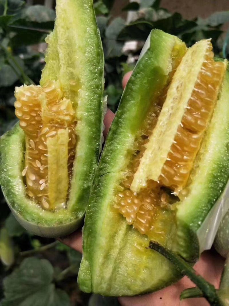 羊角蜜甜瓜大量上市，汁水丰盈，美味香甜，清脆爽口值得品尝