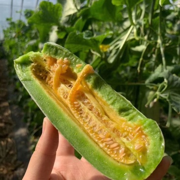 羊角蜜甜瓜大量上市，汁水丰盈，美味香甜，清脆爽口值得品尝