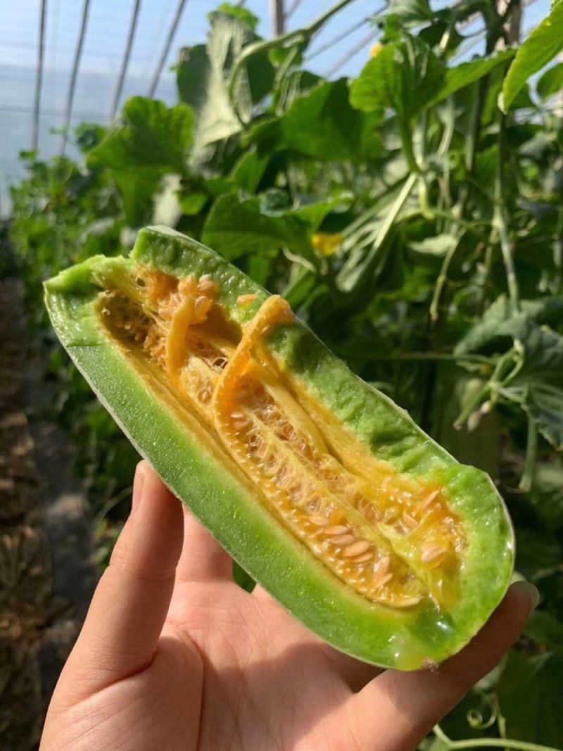 羊角蜜甜瓜大量上市，汁水丰盈，美味香甜，清脆爽口值得品尝