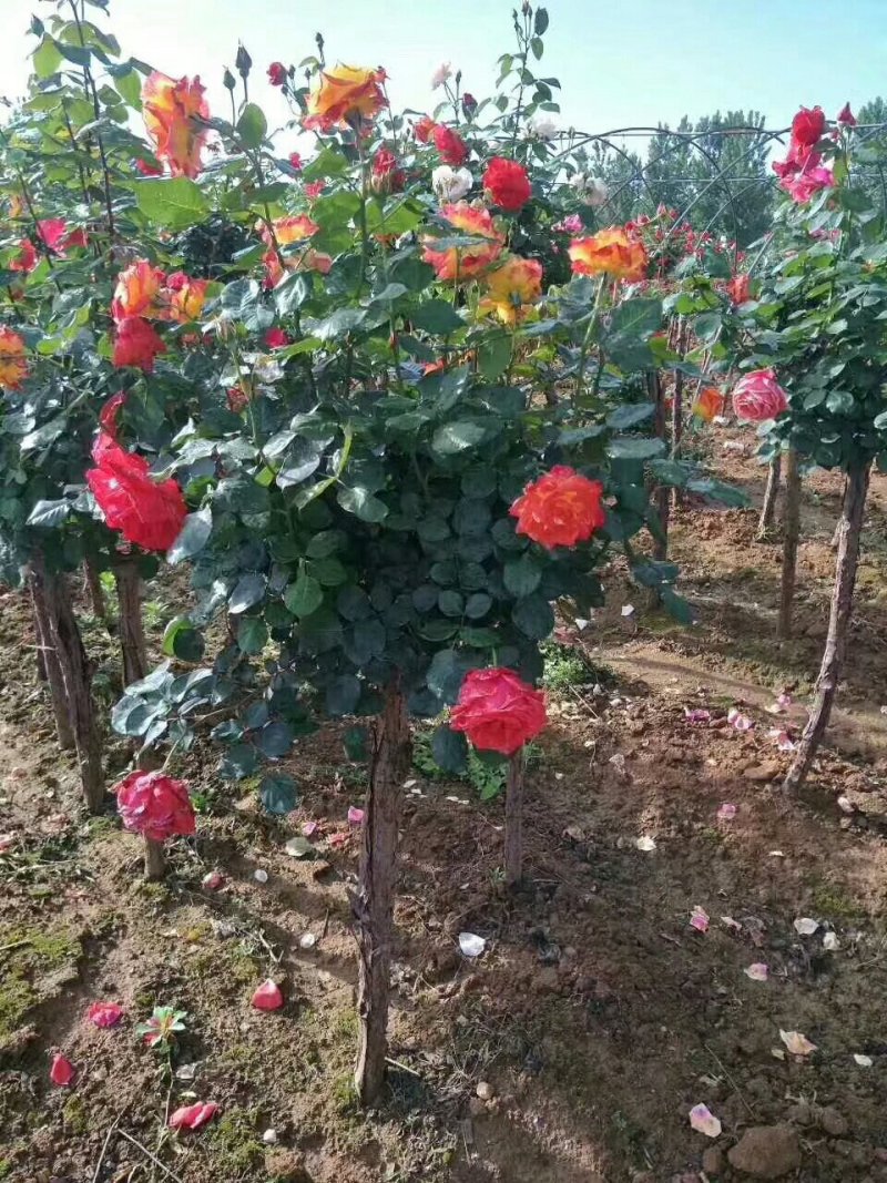 树桩月季，1-10公分粗四季开花基地一手货欢迎选购