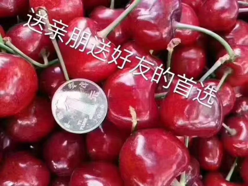 烟台产地大樱桃