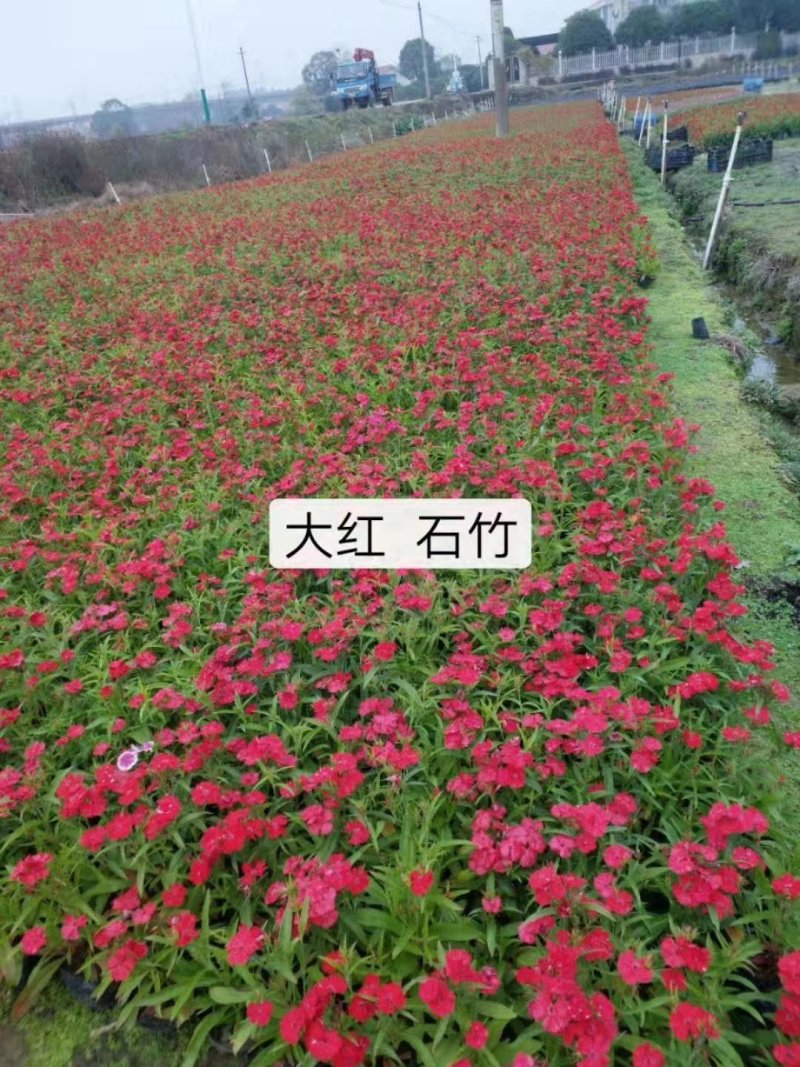 中华蚊母小叶蚊母湖南蚊母蚊母地苗基地直销10一40