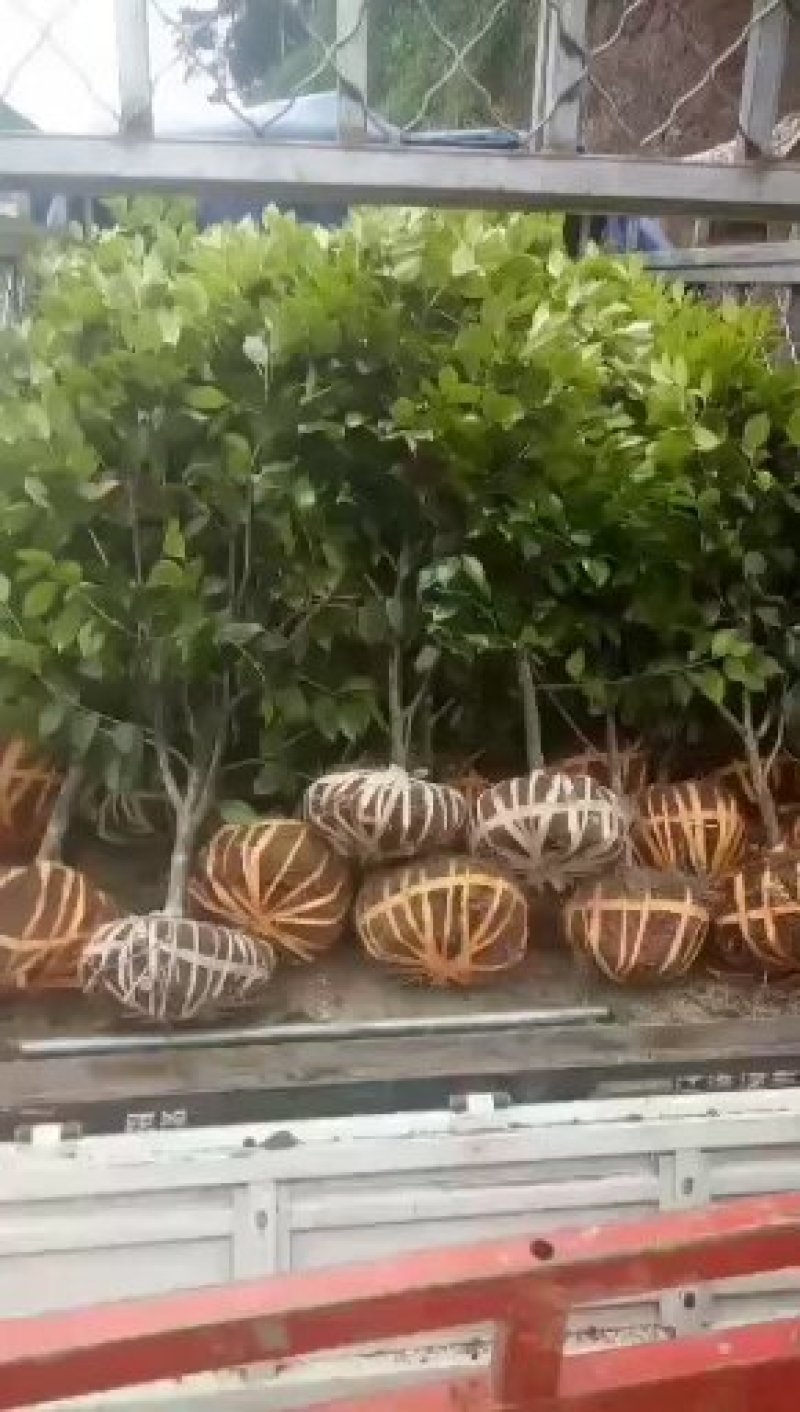 四季，茶花，杯苗，四川宜宾高县，可以视频看货，量大从优