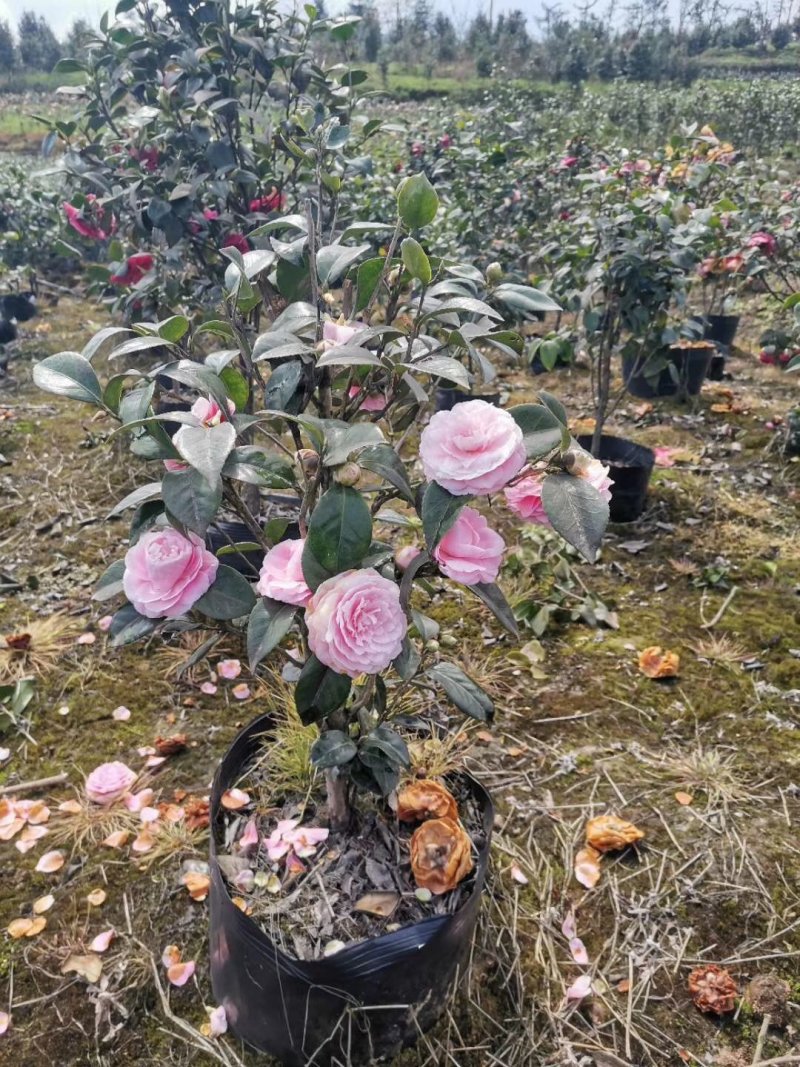 四季，茶花，杯苗，四川宜宾高县，可以视频看货，量大从优