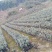 四季，茶花，杯苗，四川宜宾高县，可以视频看货，量大从优