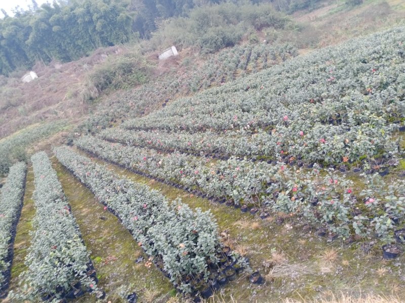 四季，茶花，杯苗，四川宜宾高县，可以视频看货，量大从优