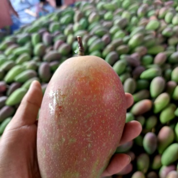 精品贵妃芒果