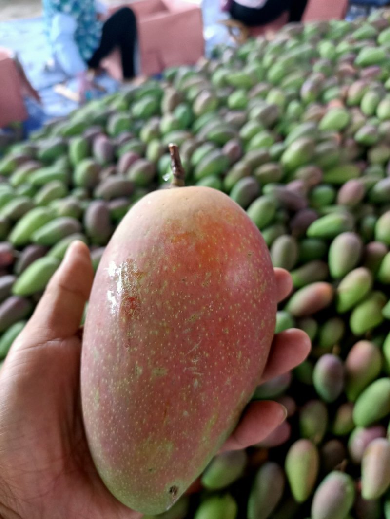 精品贵妃芒果
