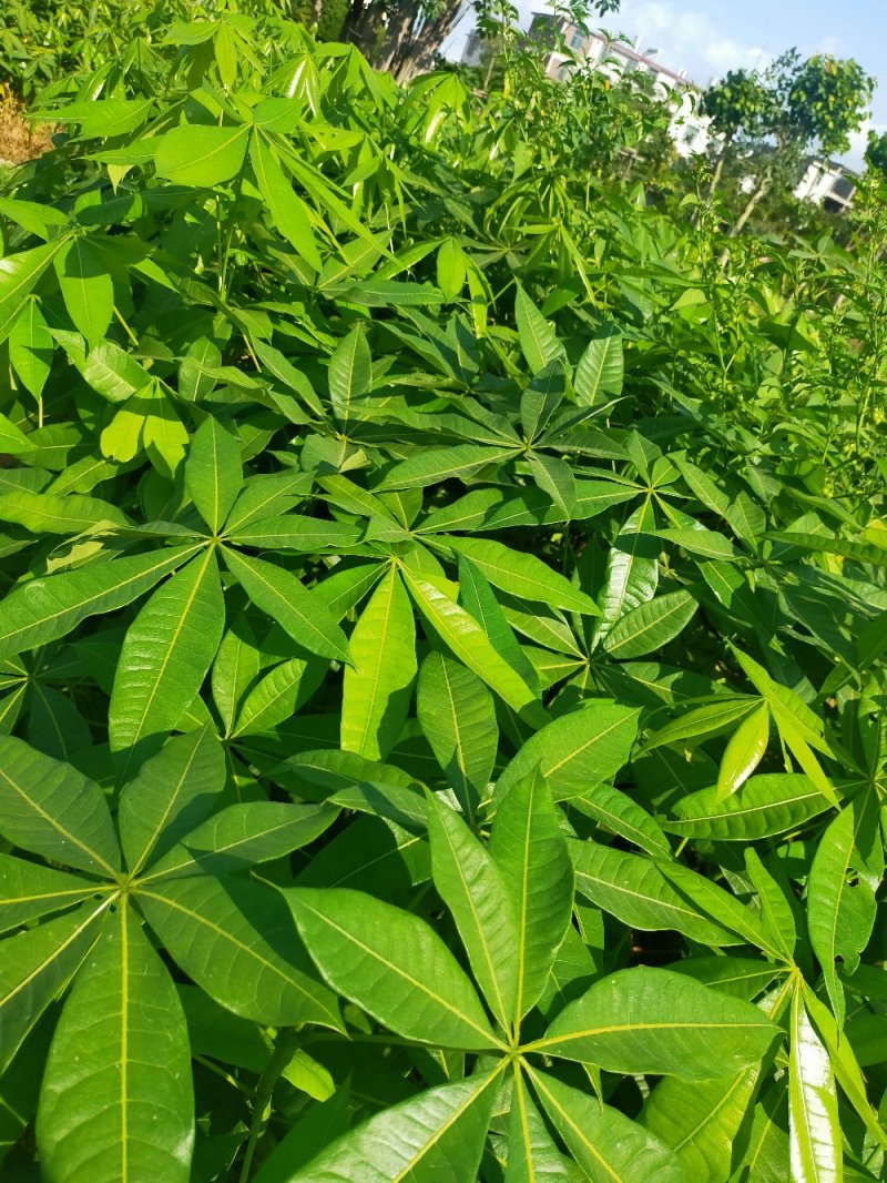 发财树苗，小杯，移植袋，