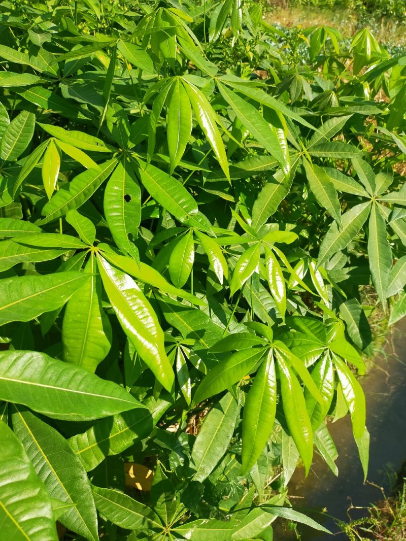 发财树苗，小杯，移植袋，