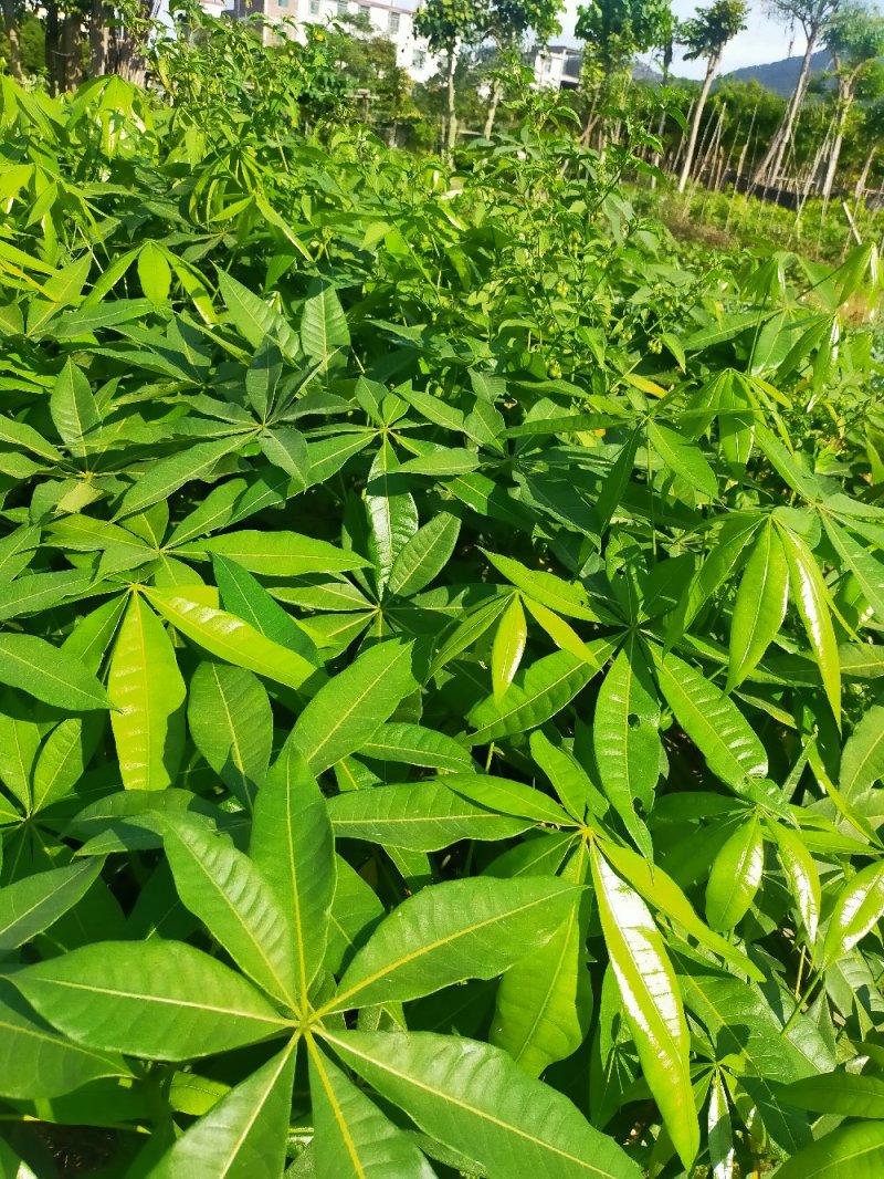 发财树苗，小杯，移植袋，