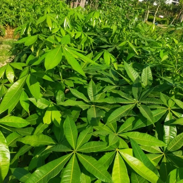 发财树苗，小杯，移植袋，