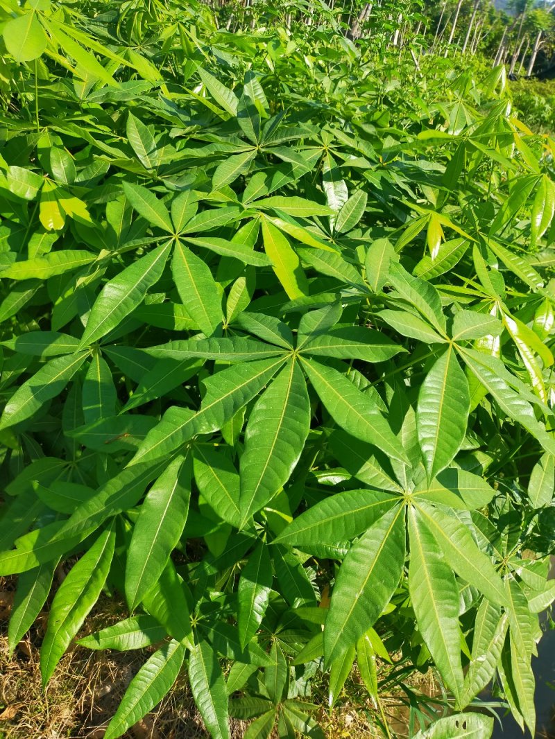 发财树苗，小杯，移植袋，