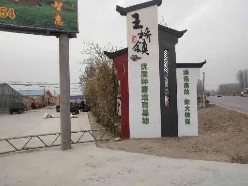 脱毒红薯苗脱毒西瓜红红薯苗日本红瑶质量基地直发