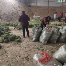 脱毒红薯苗脱毒西瓜红红薯苗日本红瑶质量基地直发