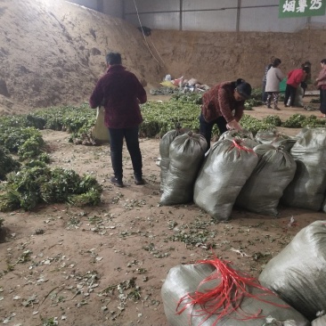 脱毒红薯苗脱毒西瓜红红薯苗日本红瑶质量基地直发