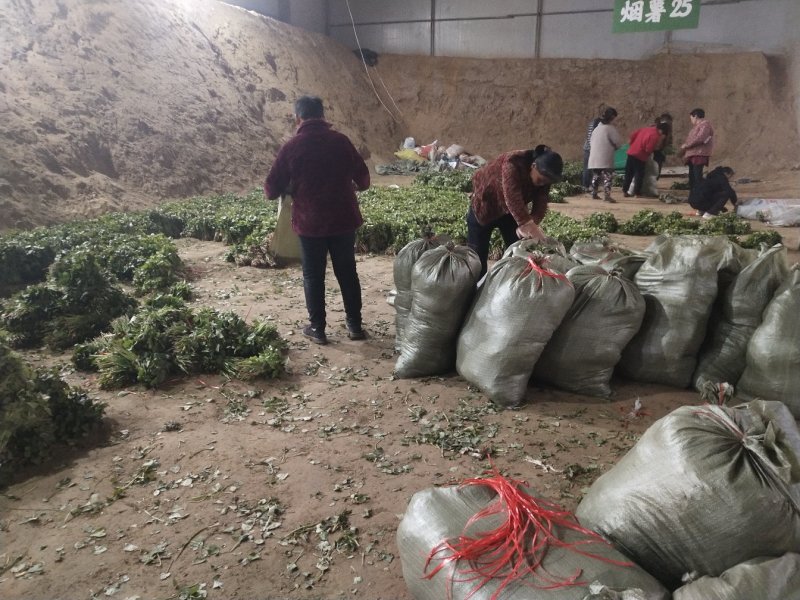 脱毒红薯苗脱毒西瓜红红薯苗日本红瑶质量基地直发