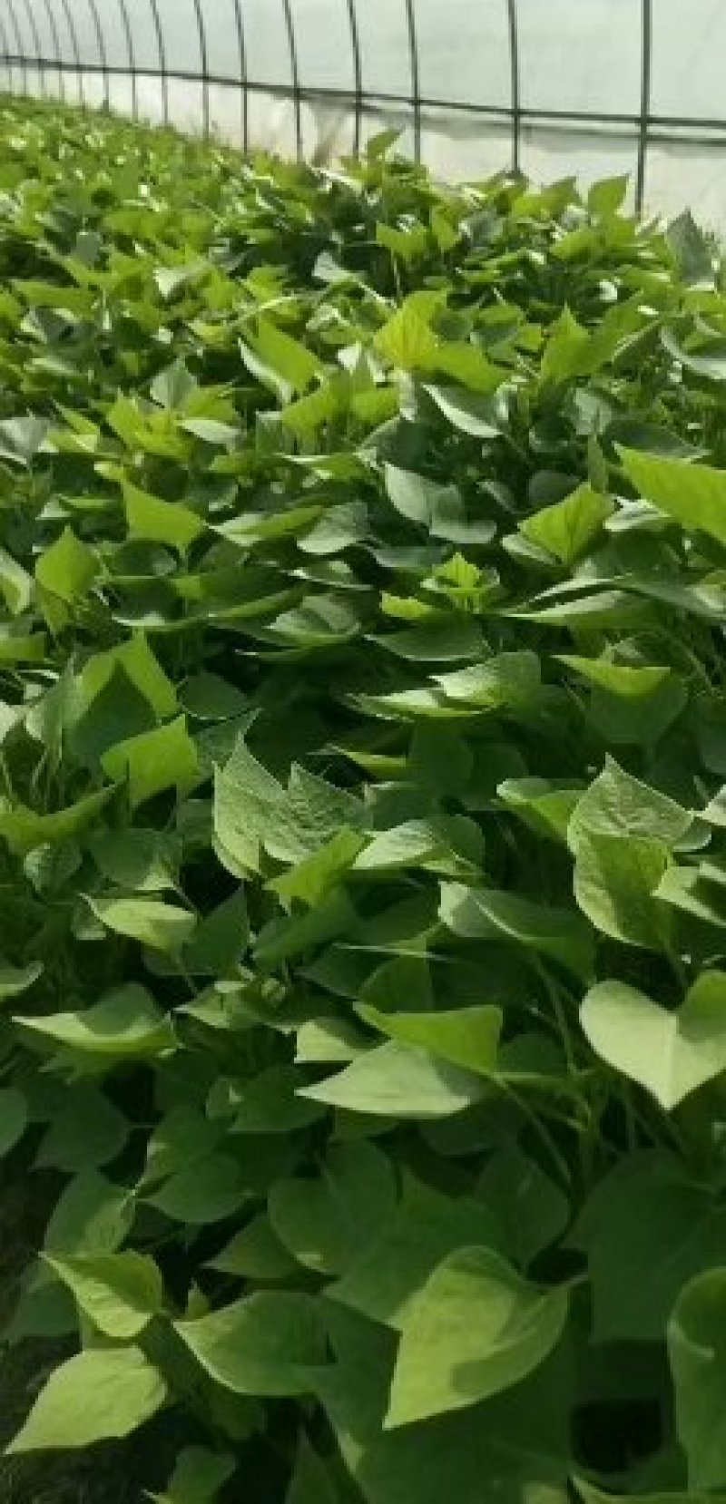 脱毒红薯苗脱毒西瓜红红薯苗日本红瑶质量基地直发