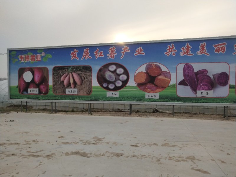 脱毒红薯苗脱毒西瓜红红薯苗日本红瑶质量基地直发