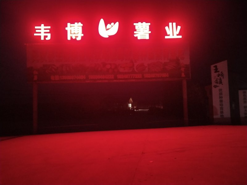 脱毒红薯苗脱毒西瓜红红薯苗日本红瑶质量基地直发