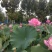 观赏荷花，睡莲，水葫芦