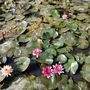 观赏荷花，睡莲，水葫芦
